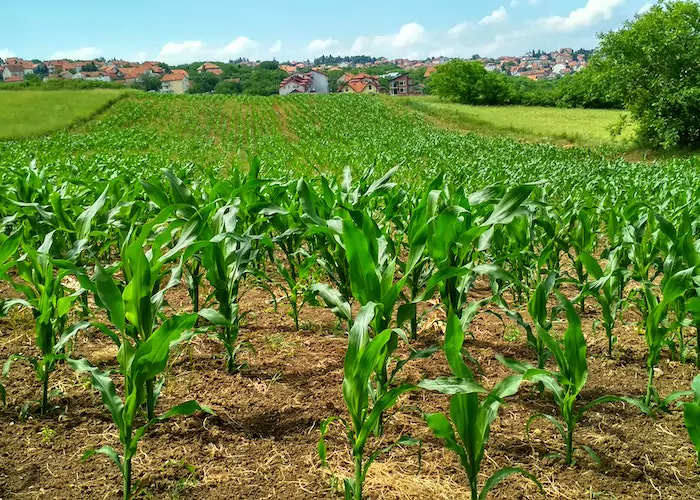 image33